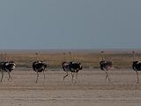 Africa 022 : Africa, Animal, Bird, Botswana, Landscape, Makgadikgadi, Ostrich, Salt Pan